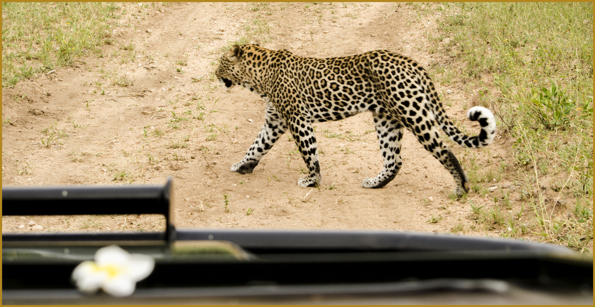 leopard